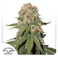 Dutch Passion-Orange Bud