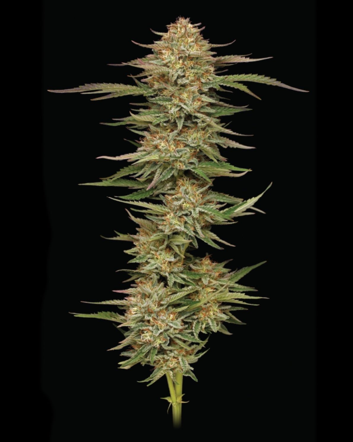 Humboldt Seed Company-Orange Creampop