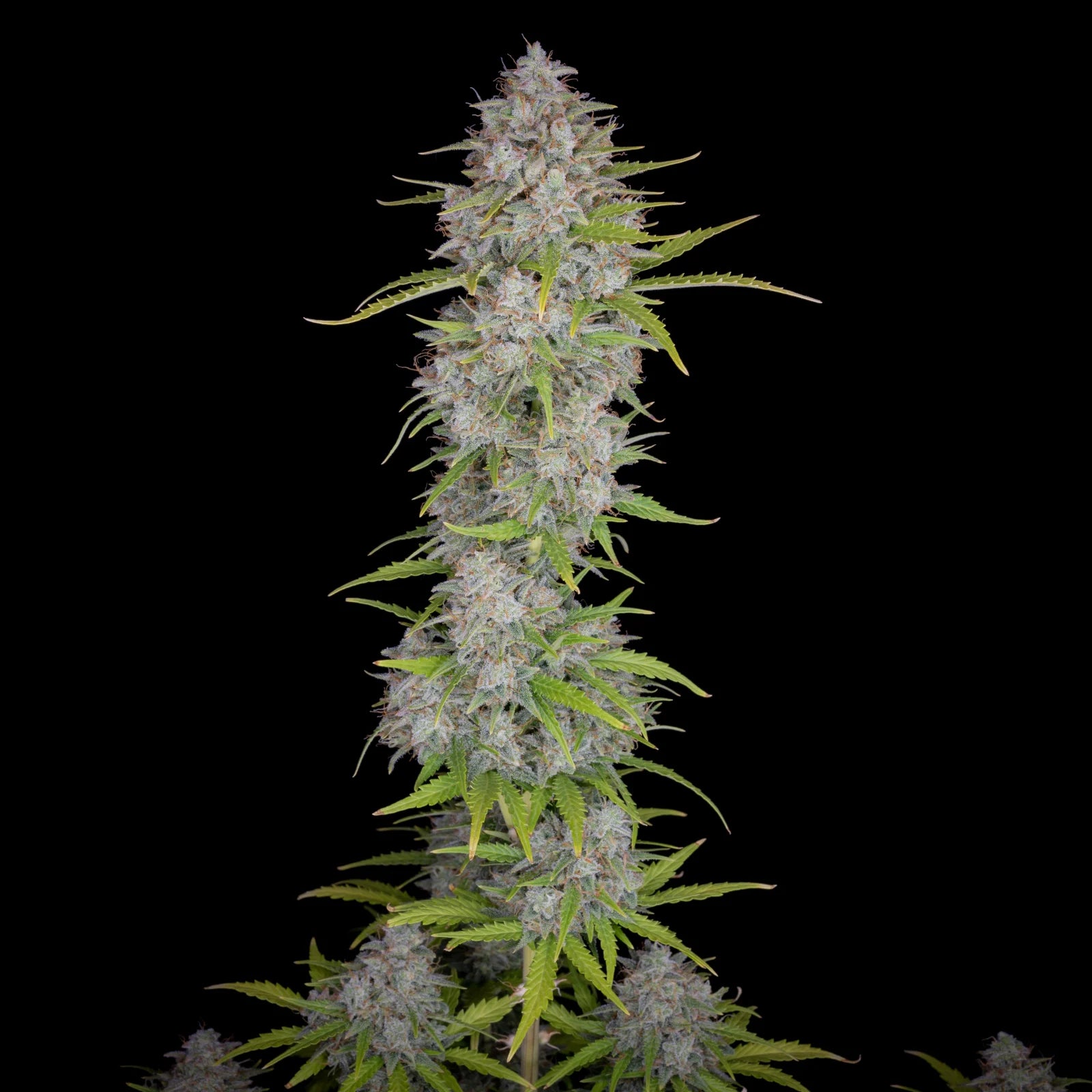 Orange Sherbet Auto - Cannaseuse - Curated Genetics - 42 Fast Buds