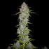Orange Sherbet Auto - Cannaseuse - Curated Genetics - 42 Fast Buds