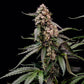 Orbital Banana F1 - Cannaseuse - Curated Genetics - Royal Queen Seeds
