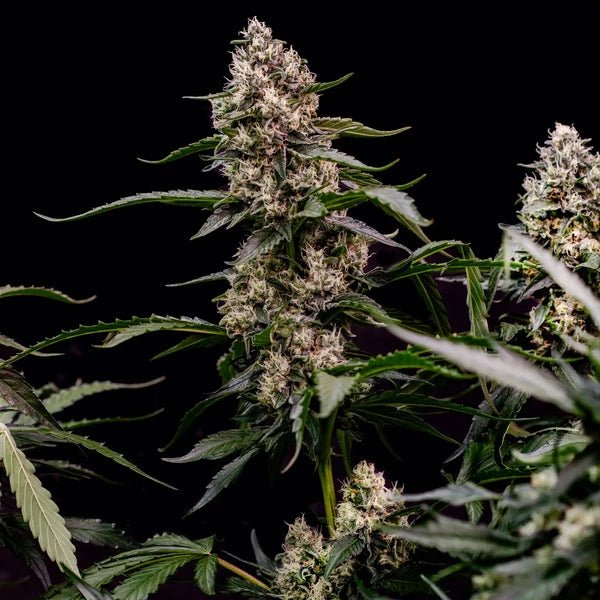 Orbital Banana F1 - Cannaseuse - Curated Genetics - Royal Queen Seeds
