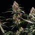 Orbital Banana F1 - Cannaseuse - Curated Genetics - Royal Queen Seeds