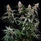 Orbital Banana F1 - Cannaseuse - Curated Genetics - Royal Queen Seeds