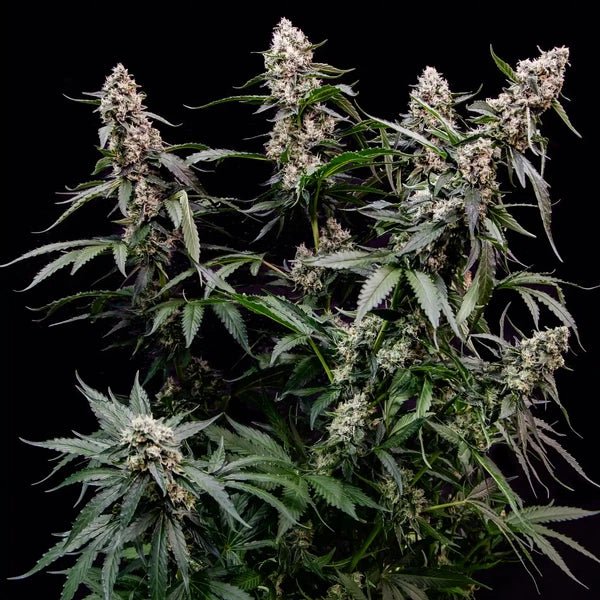 Orbital Banana F1 - Cannaseuse - Curated Genetics - Royal Queen Seeds