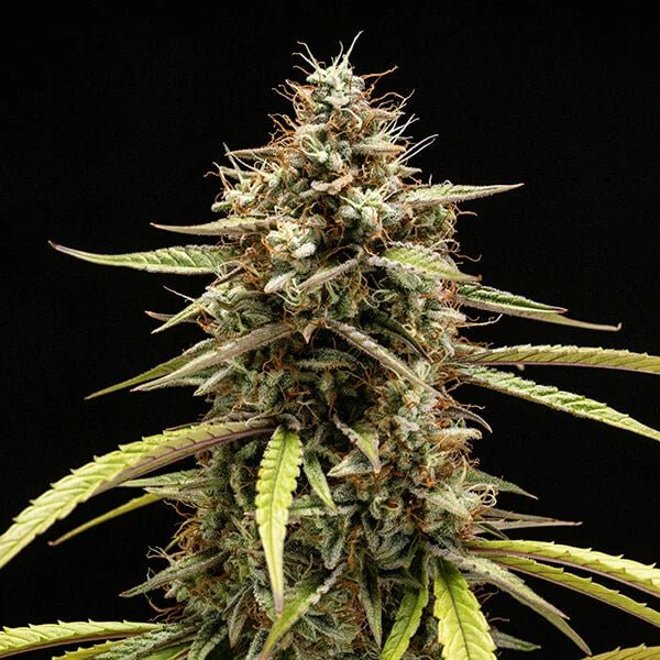 Orion F1 - Cannaseuse - Curated Genetics - Royal Queen Seeds