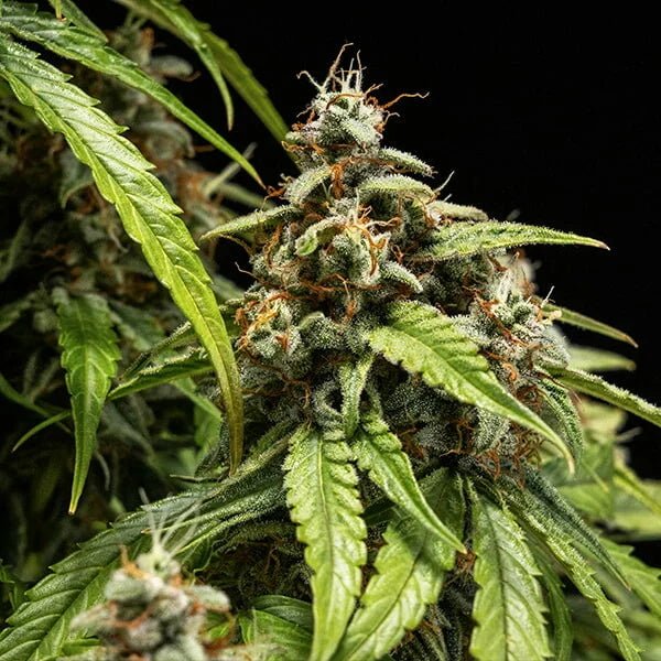 Orion F1 - Cannaseuse - Curated Genetics - Royal Queen Seeds