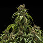 Orion F1 - Cannaseuse - Curated Genetics - Royal Queen Seeds