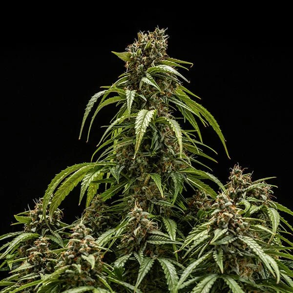 Orion F1 - Cannaseuse - Curated Genetics - Royal Queen Seeds