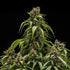 Orion F1 - Cannaseuse - Curated Genetics - Royal Queen Seeds