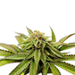 Grateful Seeds-Over the Rainbow