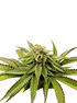 Grateful Seeds-Over the Rainbow