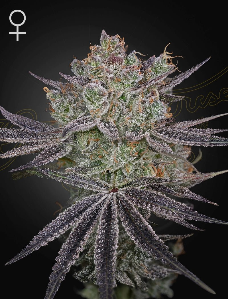 Green House Seeds-Papaya Sour Spritz
