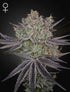 Green House Seeds-Papaya Sour Spritz