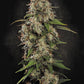 Paradise Seeds-Dutch Dragon