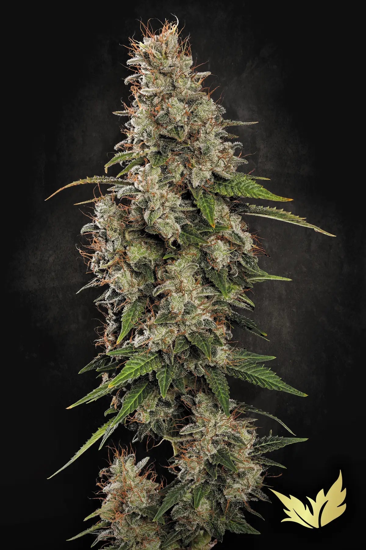 Paradise Seeds-Dutch Dragon