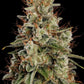 Paradise Seeds-Dutch Dragon