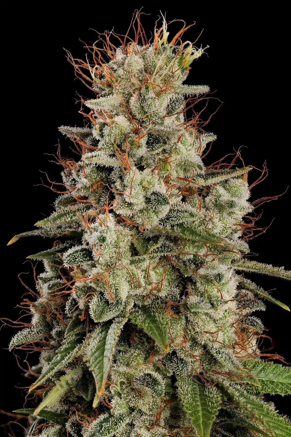 Paradise Seeds-Dutch Dragon