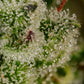 Paradise Seeds-Dutch Dragon