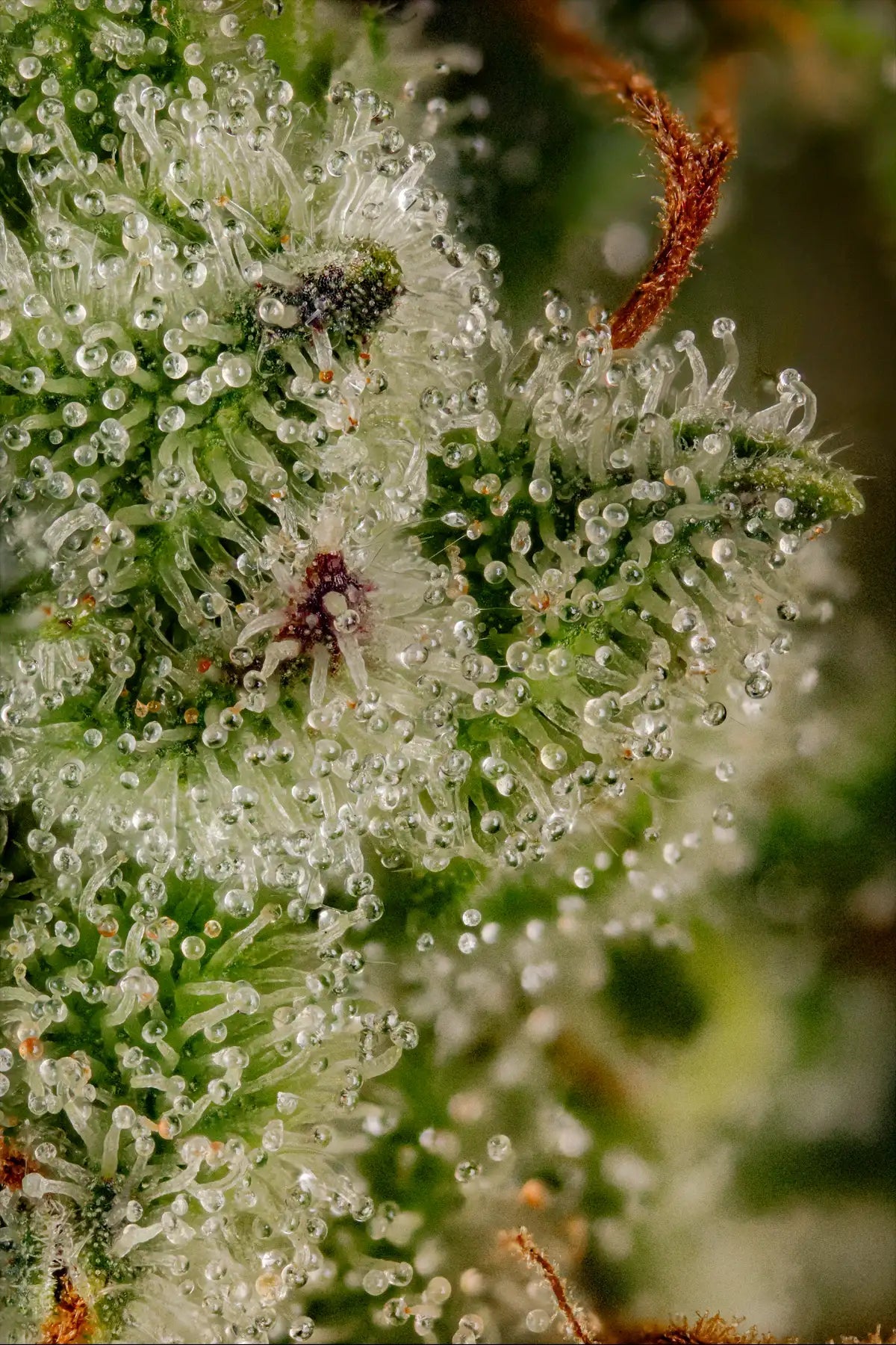 Paradise Seeds-Dutch Dragon
