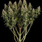 Paradise Seeds-Dutch Dragon