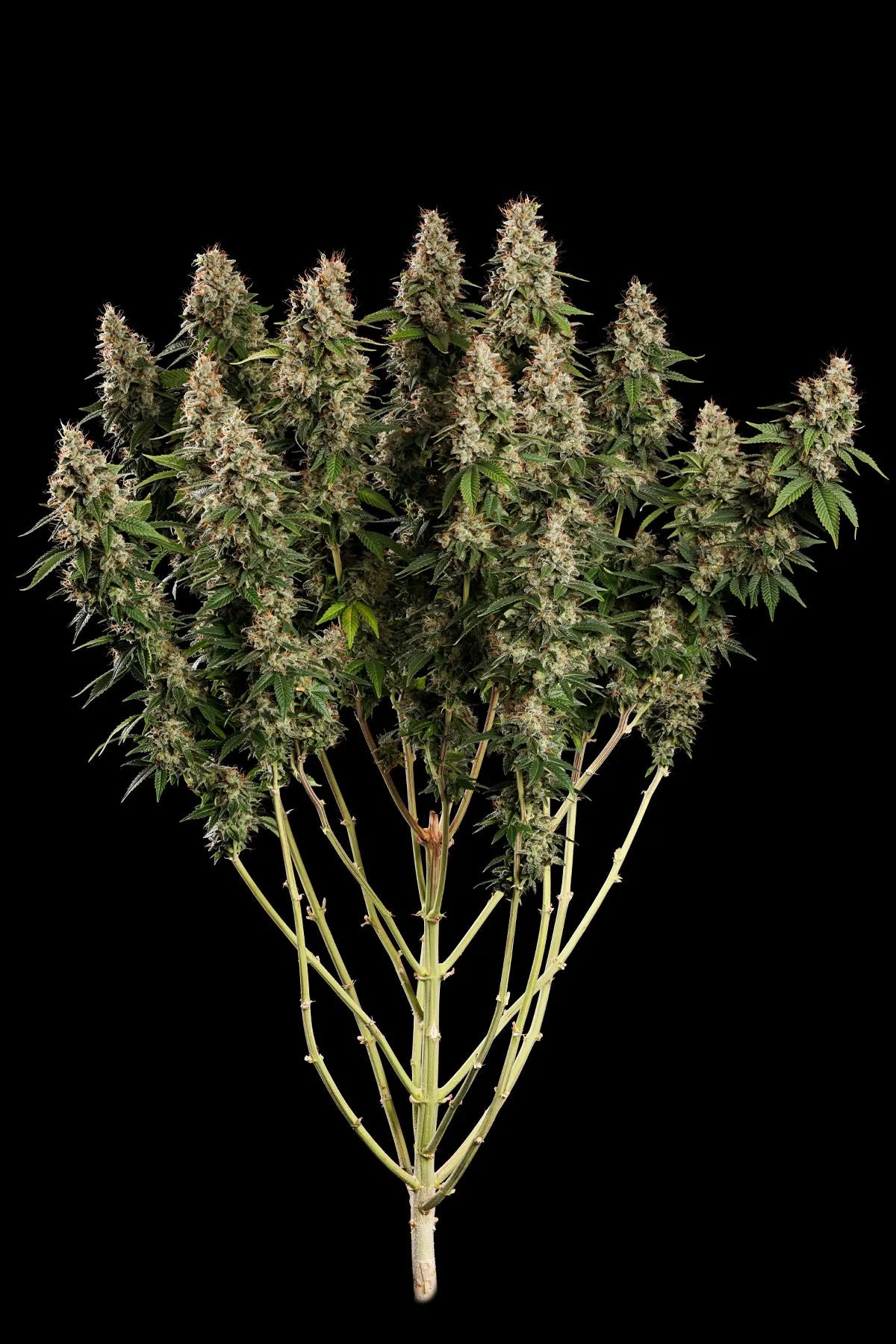 Paradise Seeds-Dutch Dragon