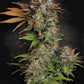 Paradise Seeds-Nebula