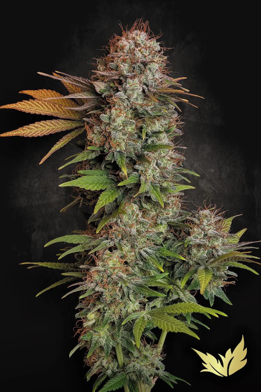 Paradise Seeds-Nebula