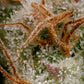 Paradise Seeds-Nebula