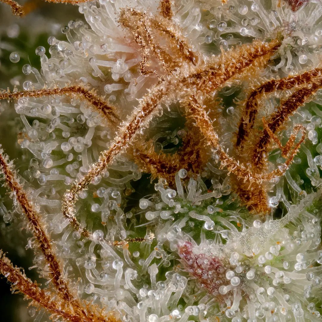 Paradise Seeds-Nebula