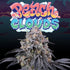 Perfect Tree Seeds-Peach Clouds