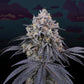 Perfect Tree Seeds-Peach Clouds