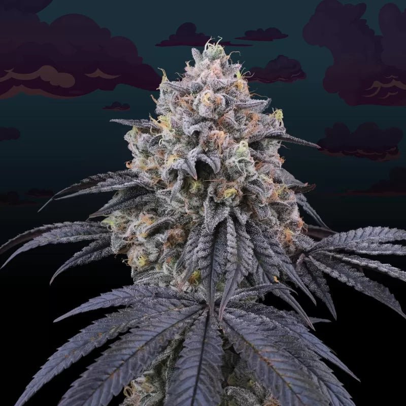 Perfect Tree Seeds-Peach Clouds