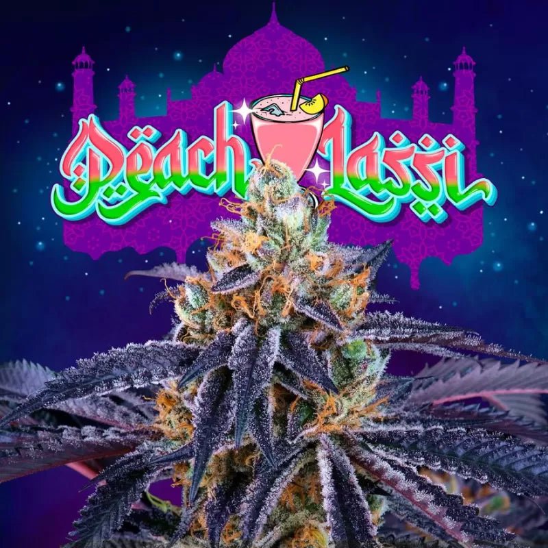 Perfect Tree Seeds-Peach Lassi