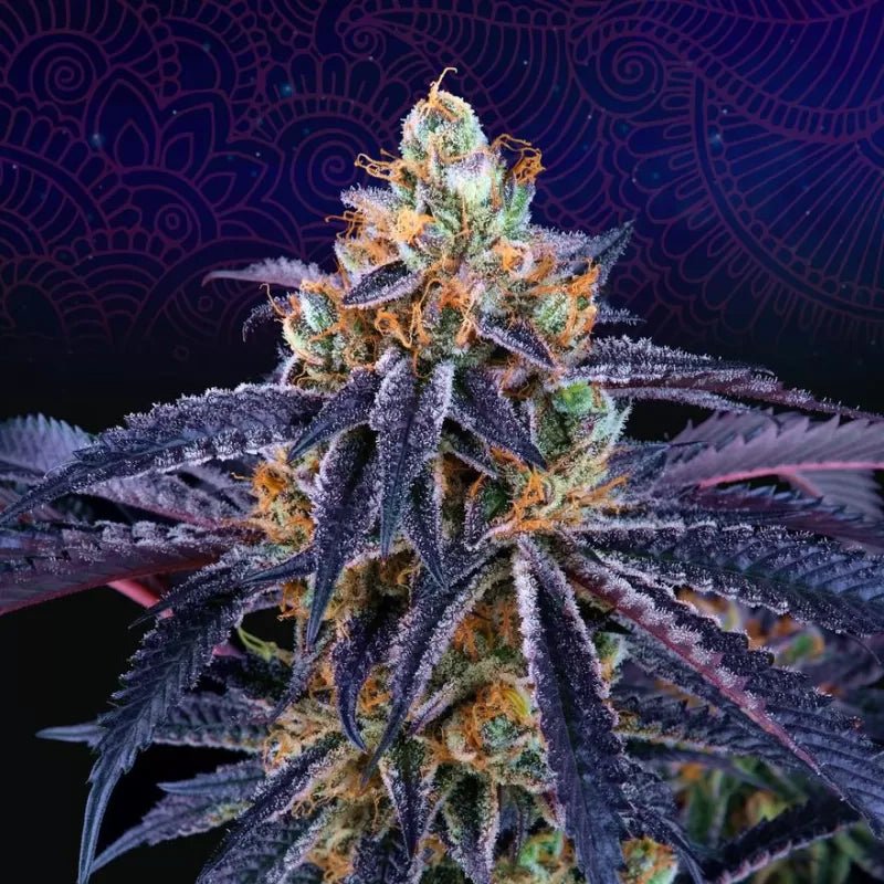 Perfect Tree Seeds-Peach Lassi