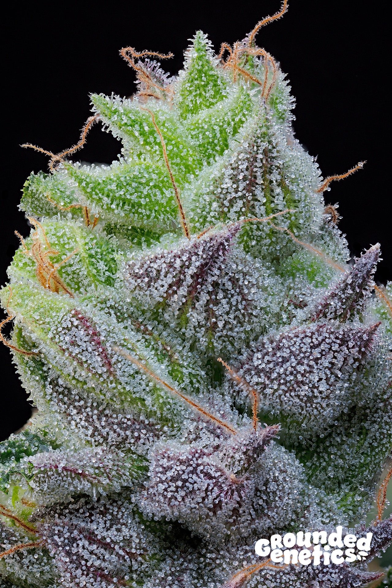 Peach Limeade - Cannaseuse - Curated Genetics - Grounded Genetics