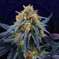 Peach Sherbert OG