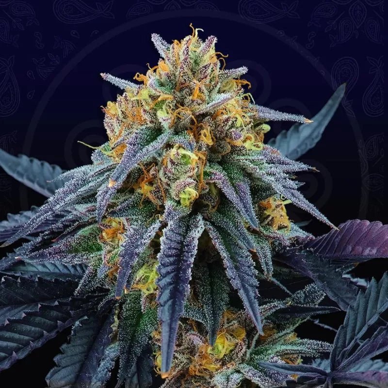 Peach Sherbert OG