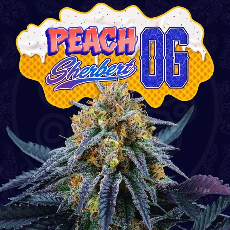 Peach Sherbert OG