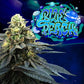 Perfect Tree Seeds-Blue Peach