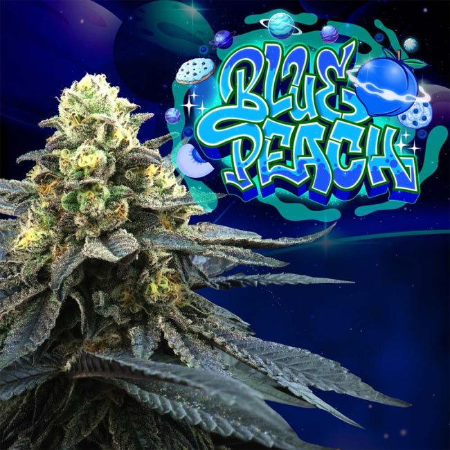 Perfect Tree Seeds-Blue Peach
