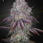 Green House Seeds-Persian Pie