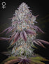 Green House Seeds-Persian Pie