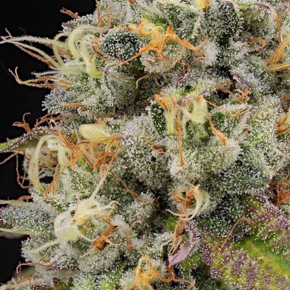 Grounded Genetics-Pinata