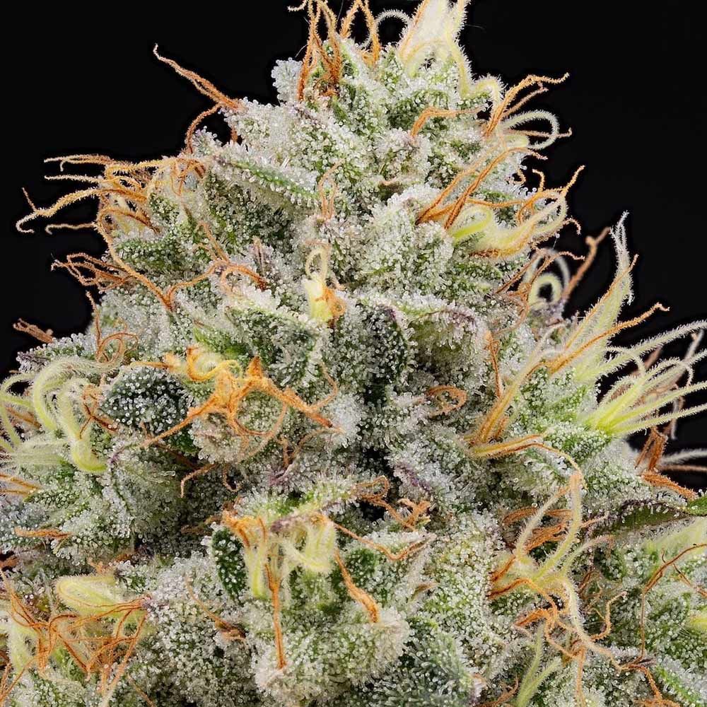 Grounded Genetics-Pinata