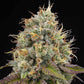 Grounded Genetics-Pinata