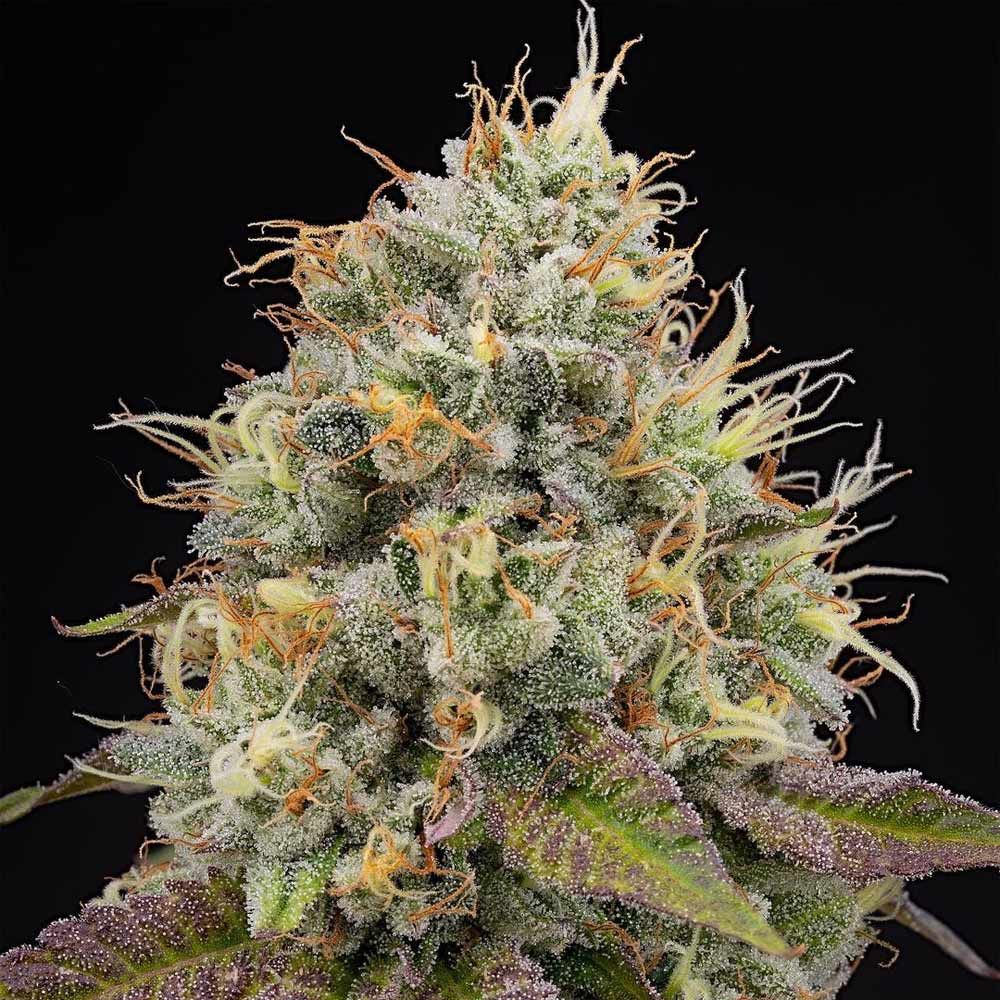 Grounded Genetics-Pinata
