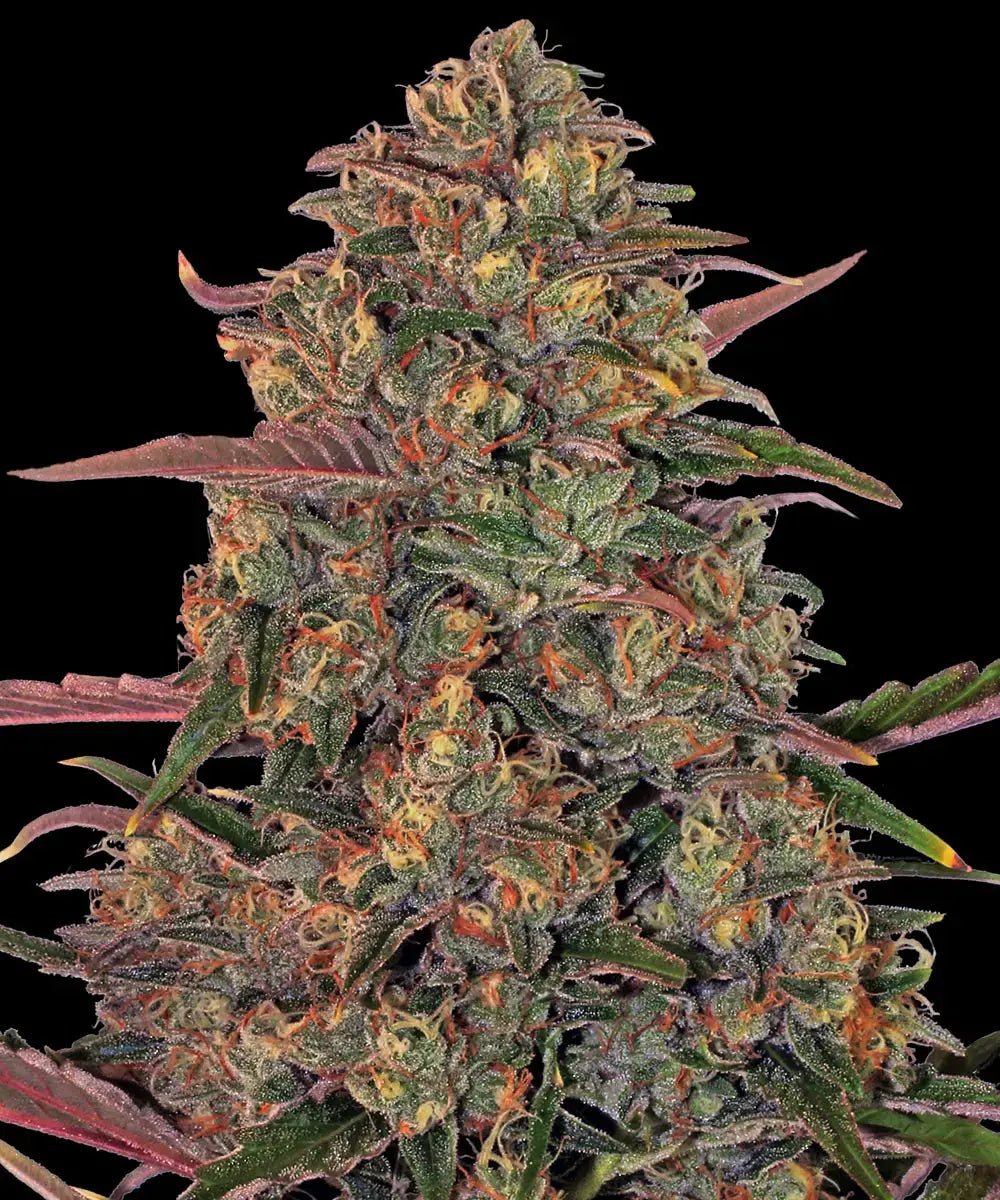 Pineapple Chunk - Cannaseuse - Curated Genetics - Barney's Farm