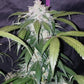 Pineapple Express Auto - Cannaseuse - Curated Genetics - 42 Fast Buds