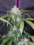 Pineapple Express Auto - Cannaseuse - Curated Genetics - 42 Fast Buds